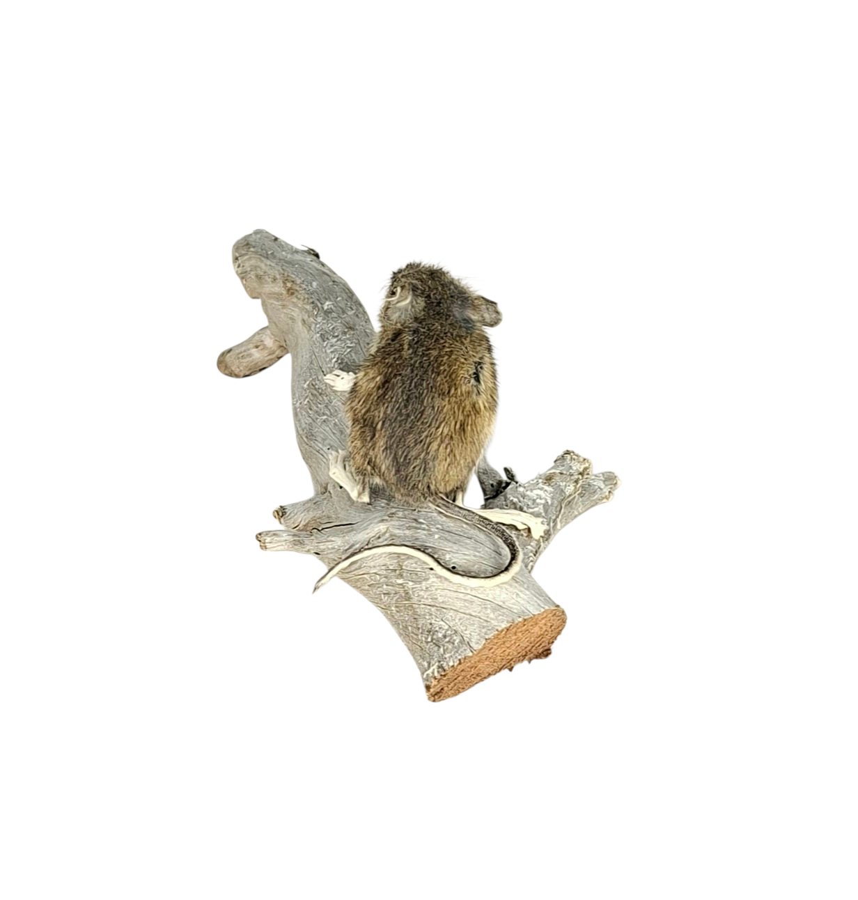 Taxidermy Field Mouse. Log no 122. - Image 4