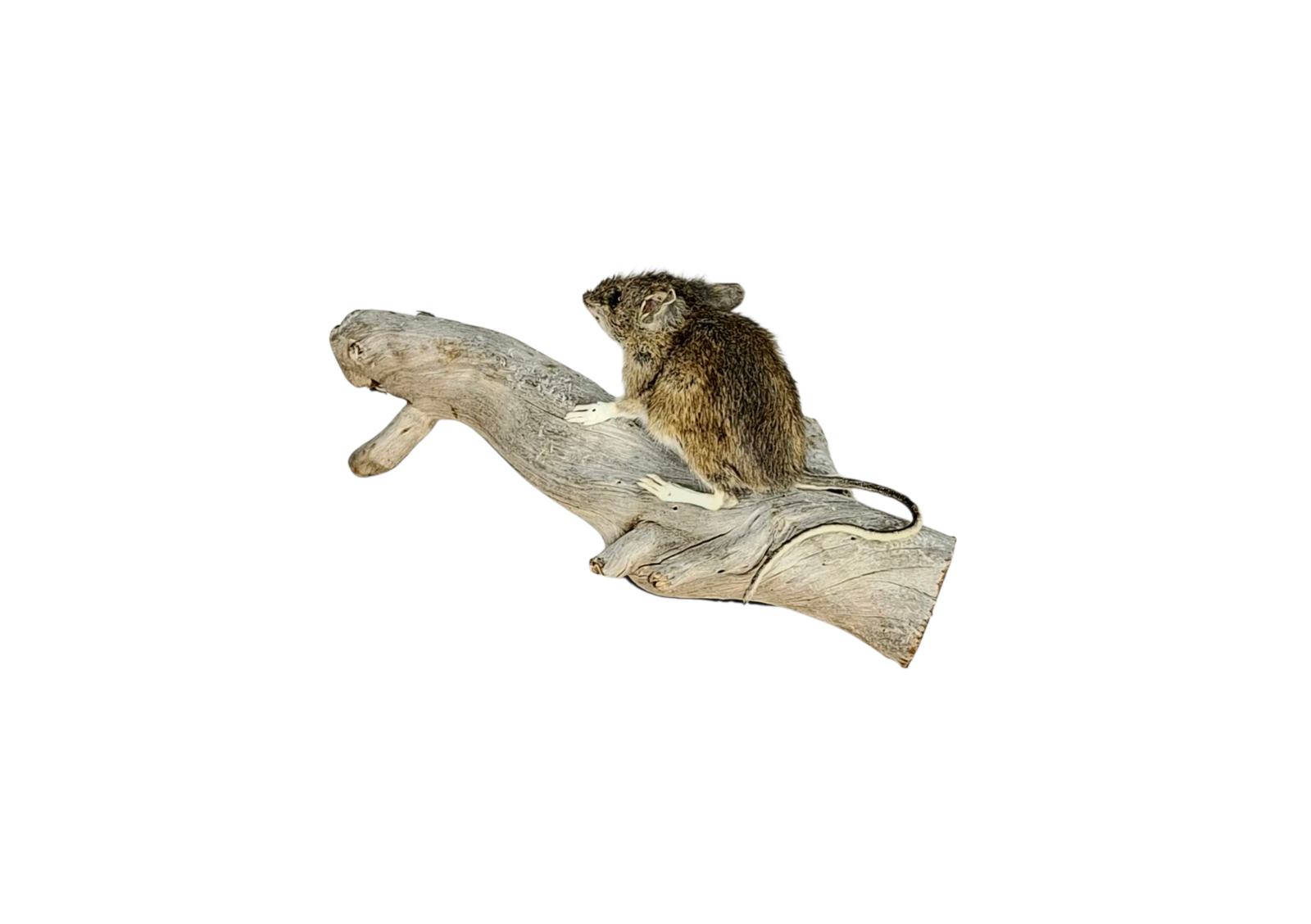 Taxidermy Field Mouse. Log no 122. - Image 5