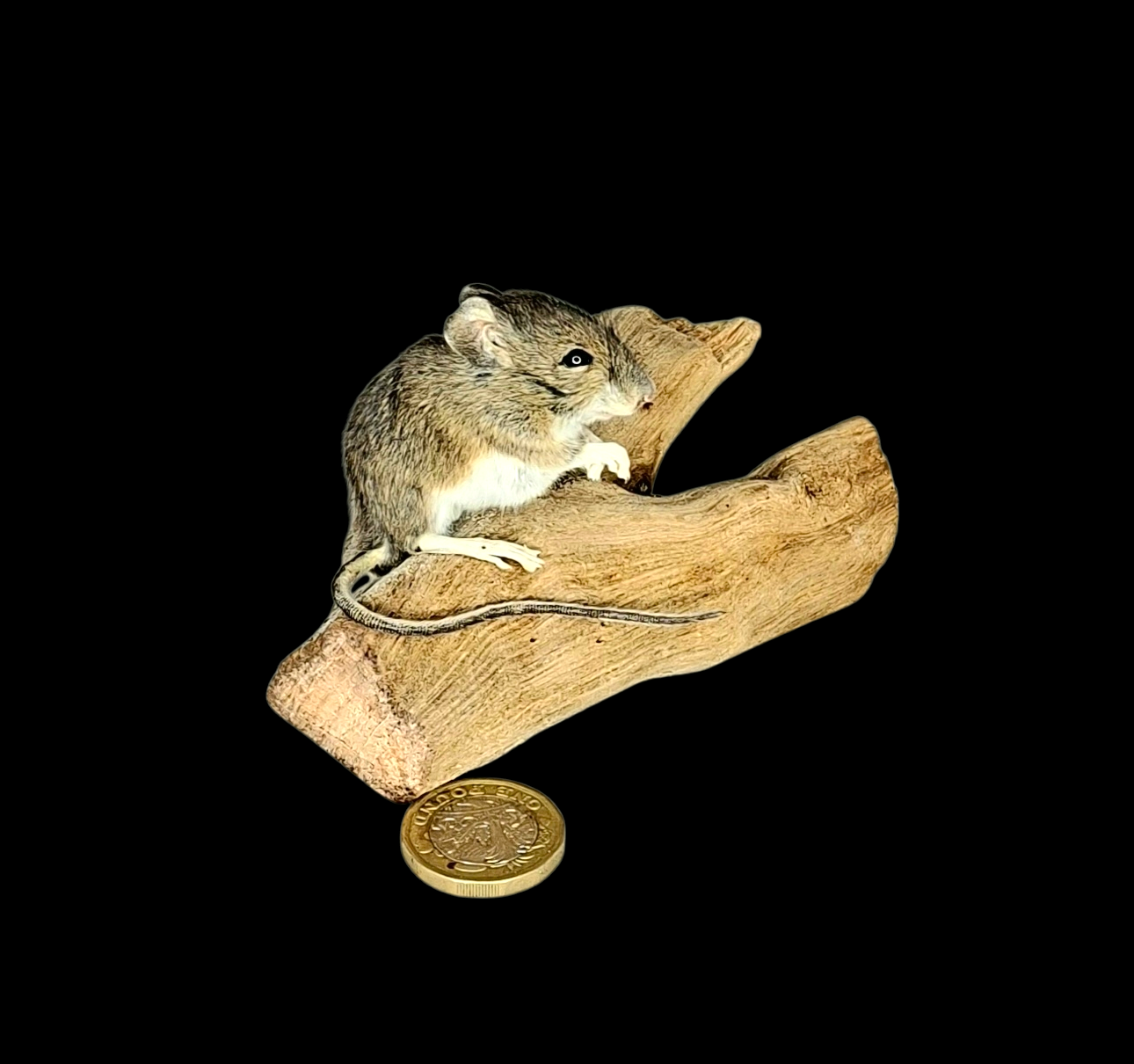 Taxidermy Field Mouse. Log no 126.