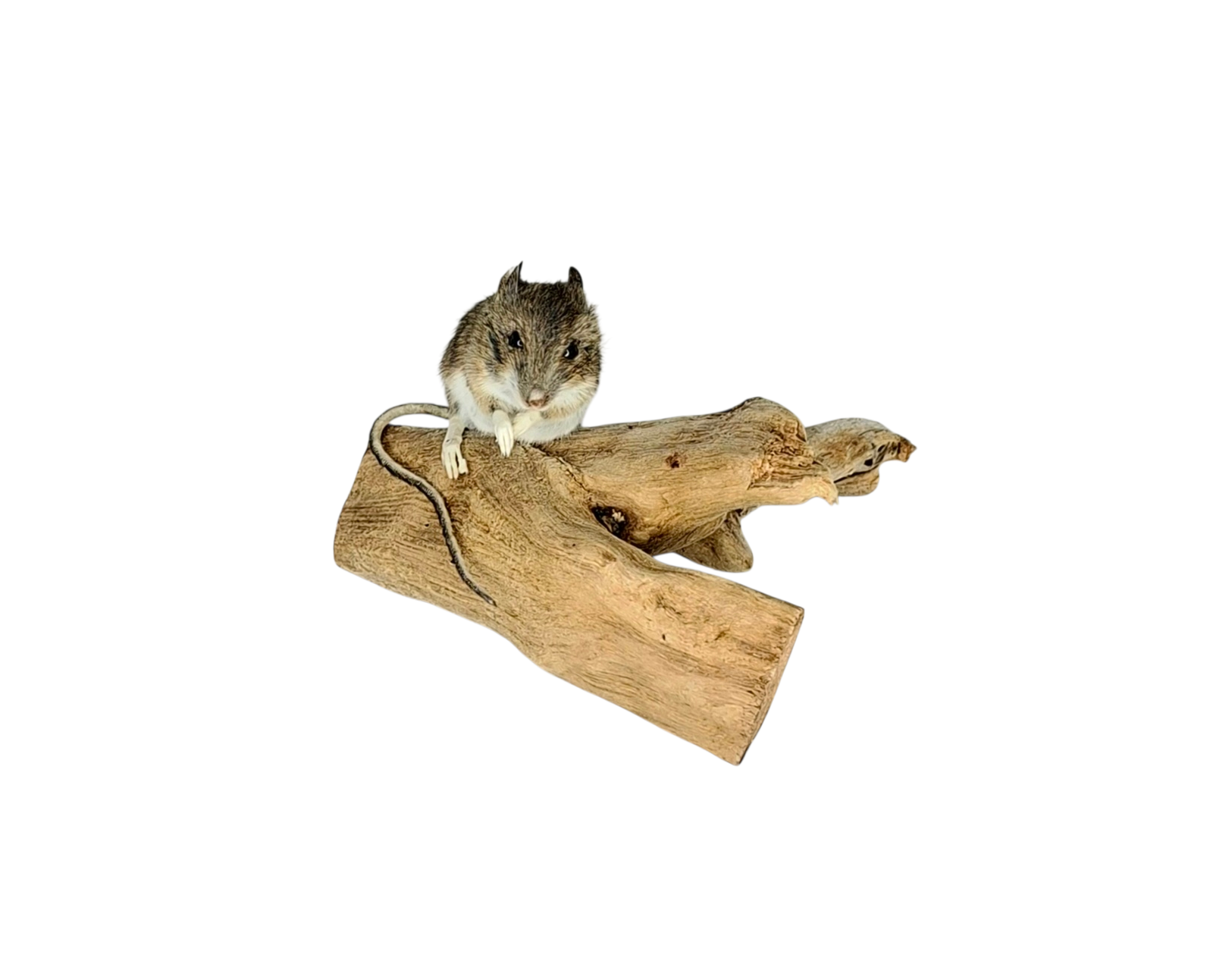 Taxidermy Field Mouse. Log no 126. - Image 2