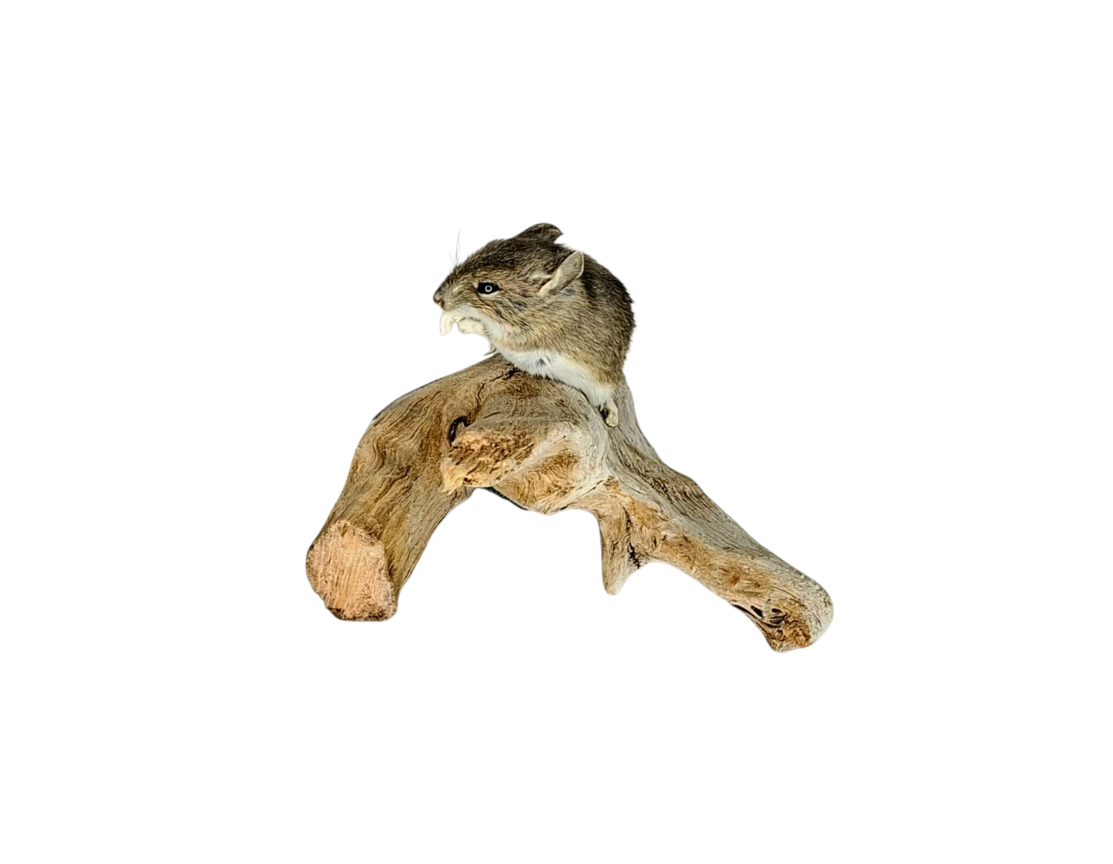Taxidermy Field Mouse. Log no 126. - Image 3