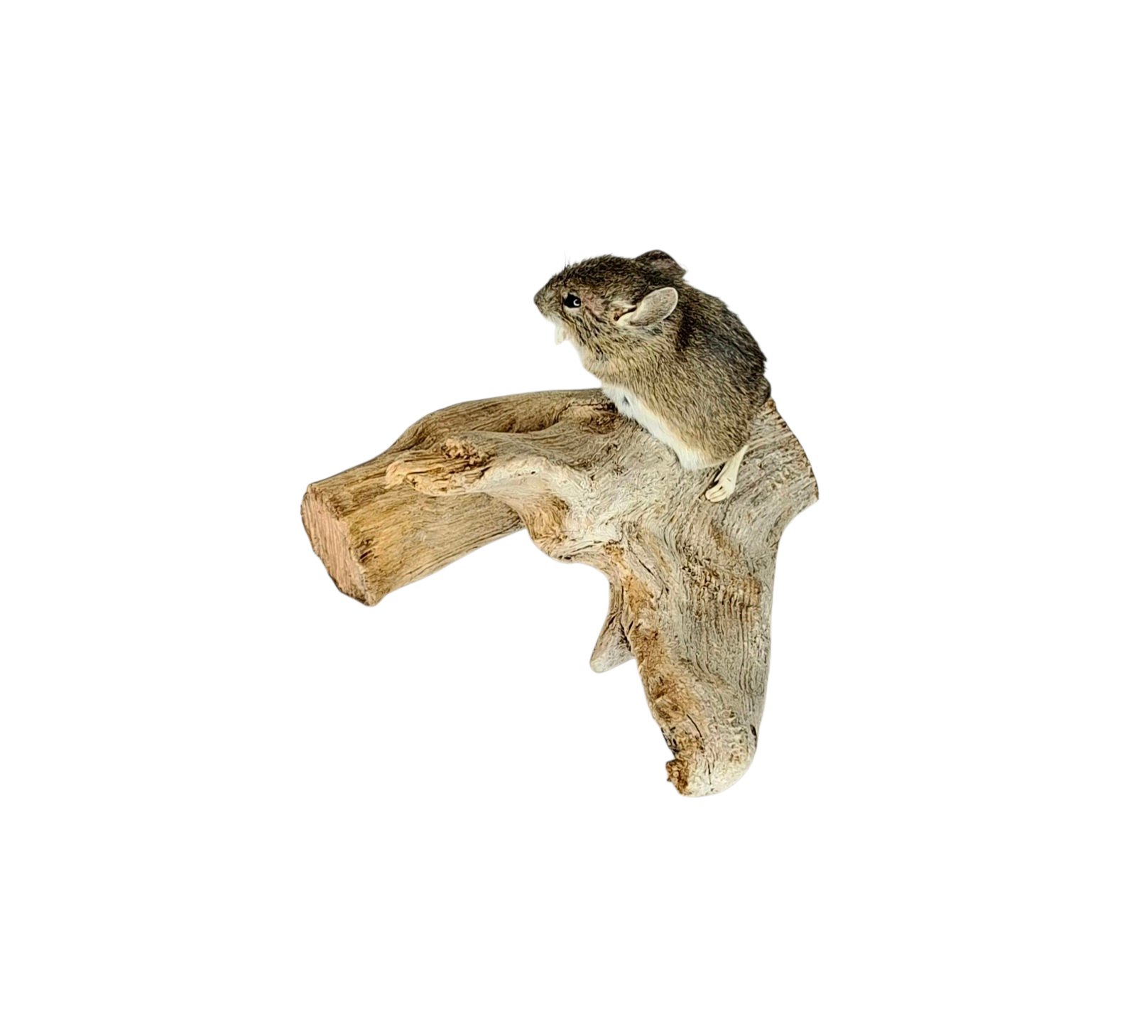 Taxidermy Field Mouse. Log no 126. - Image 4