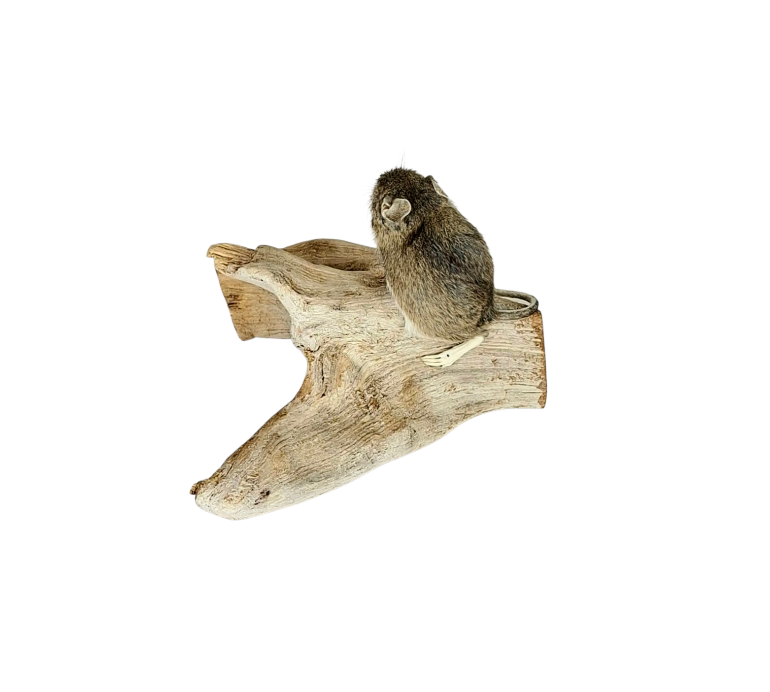 Taxidermy Field Mouse. Log no 126. - Image 5