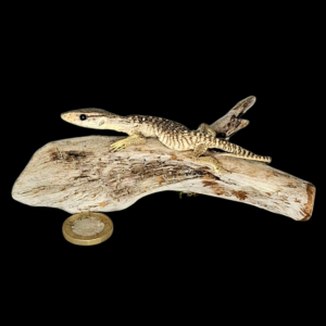 Taxidermy Asian Water Monitor. Log no 121.