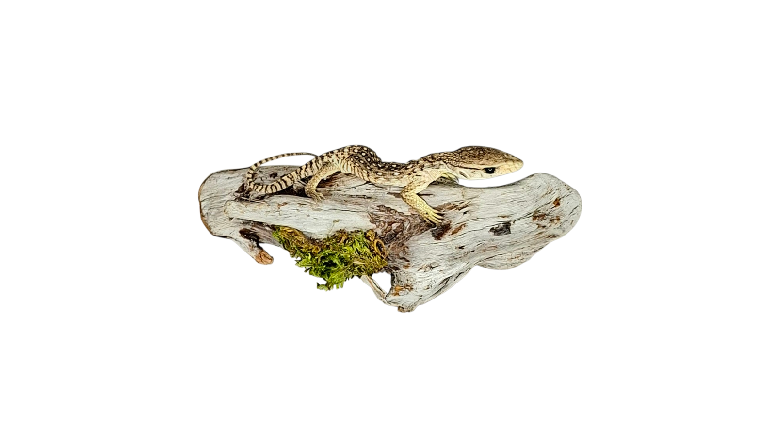 Taxidermy Asian Water Monitor. Log no 121. - Image 3