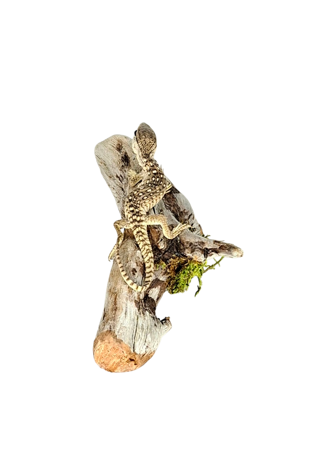 Taxidermy Asian Water Monitor. Log no 121. - Image 4