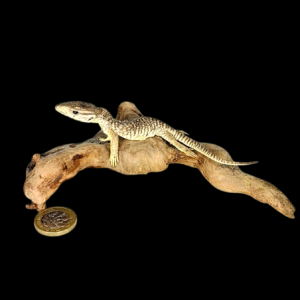 Taxidermy Asian Water Monitor. Log no 125