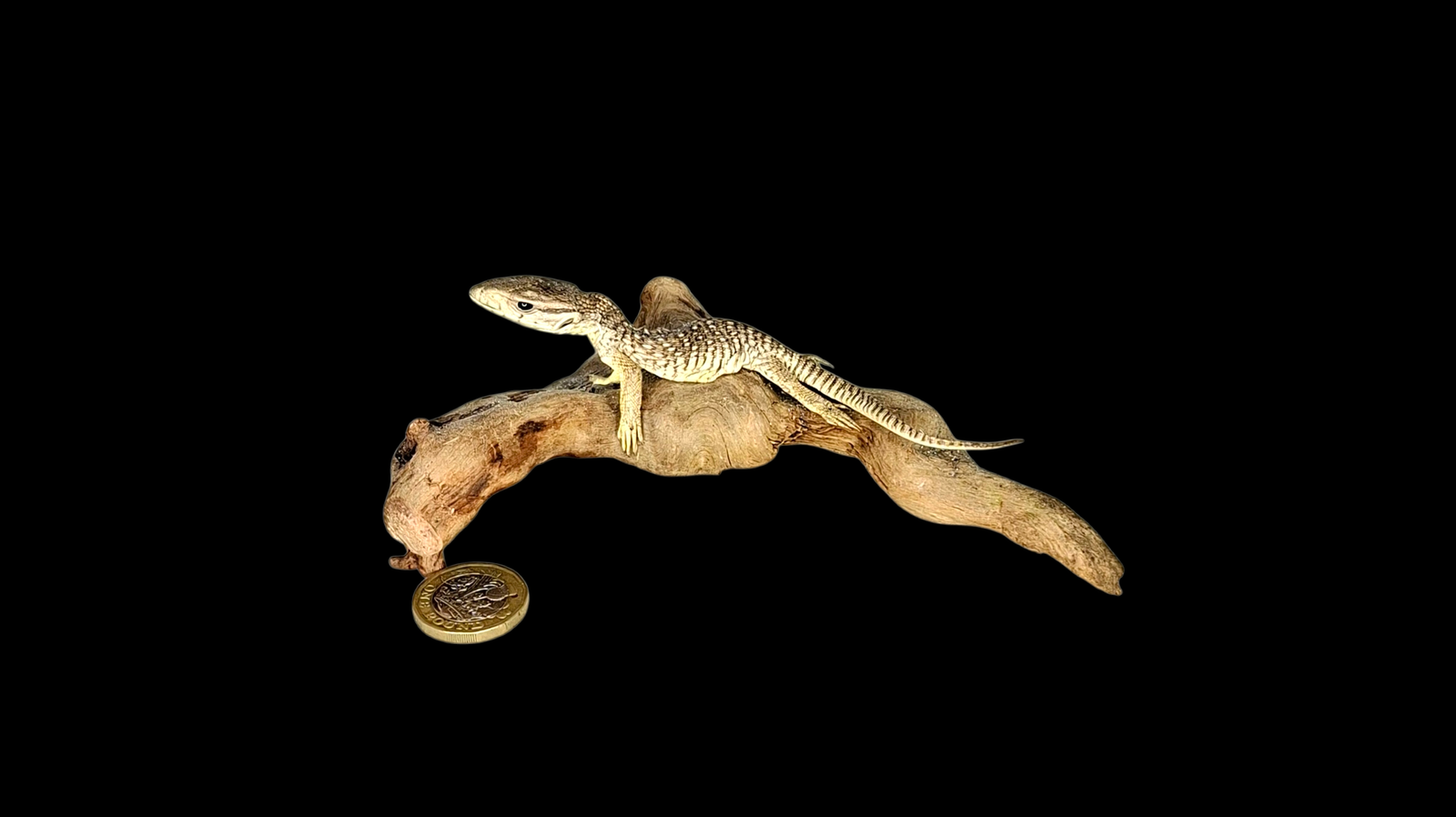 Taxidermy Asian Water Monitor. Log no 125