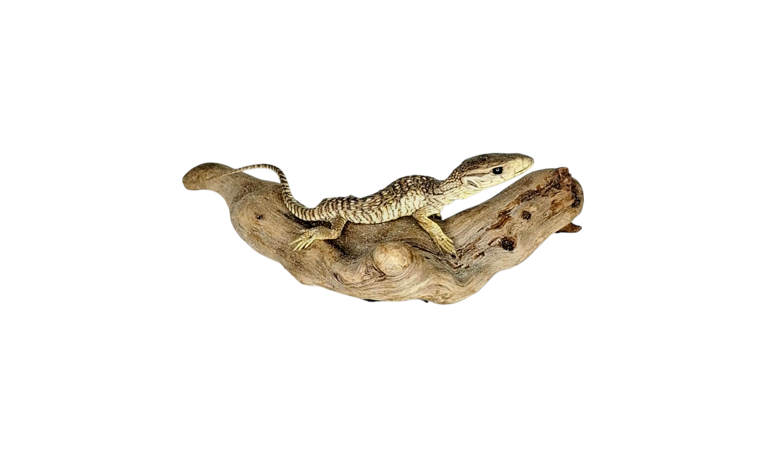 Taxidermy Asian Water Monitor. Log no 125 - Image 3