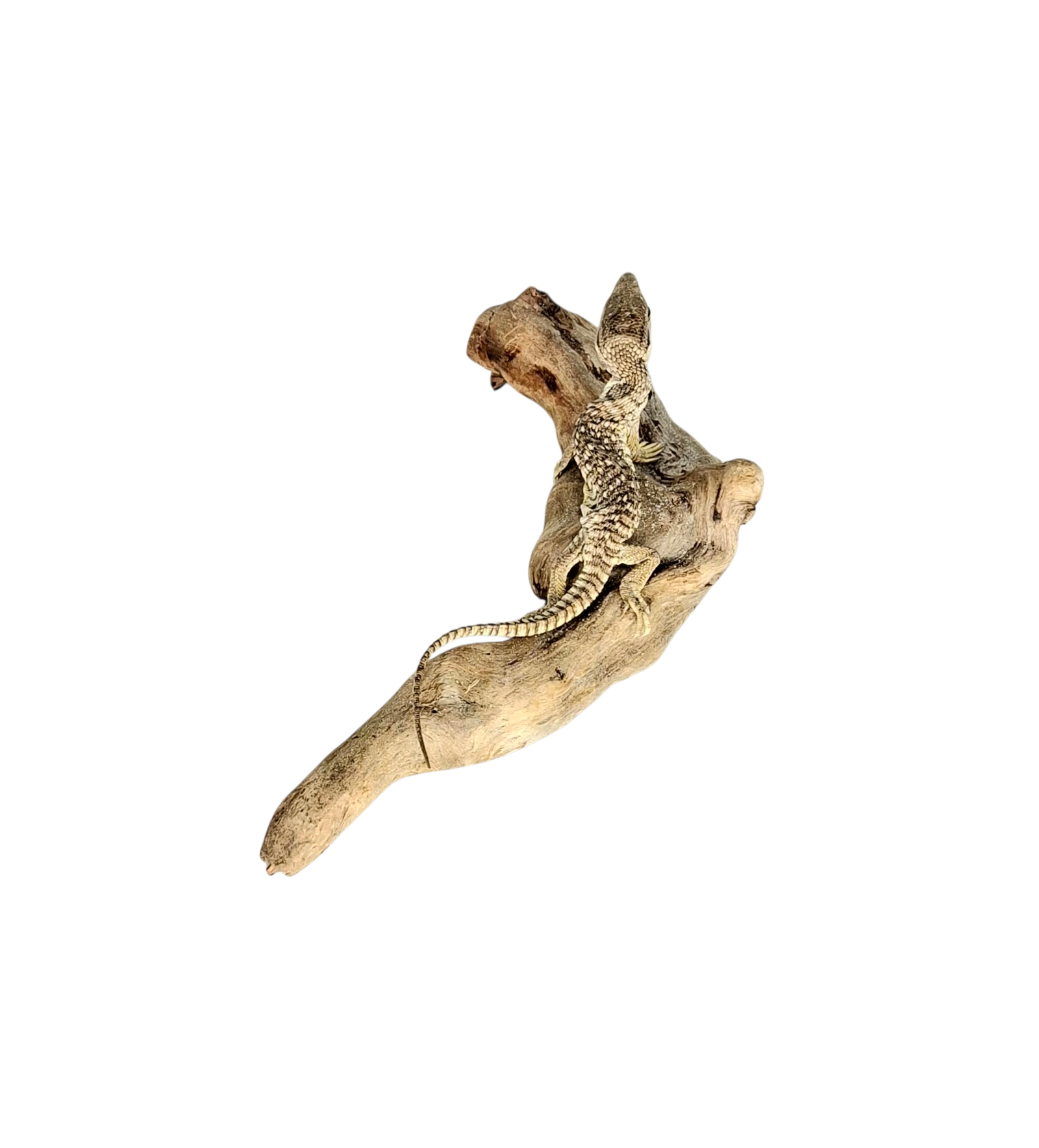 Taxidermy Asian Water Monitor. Log no 125 - Image 4