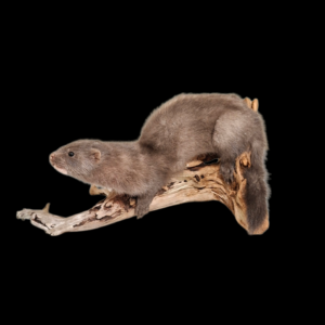 SOLD - Taxidermy American Silver Mink. Log no 112.