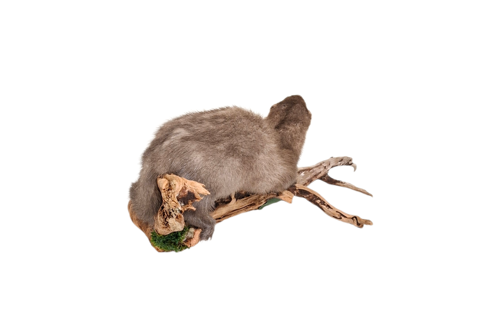 SOLD - Taxidermy American Silver Mink. Log no 112. - Image 4