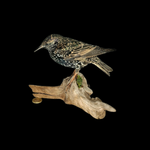 Taxidermy Common Starling. Log no 789a.
