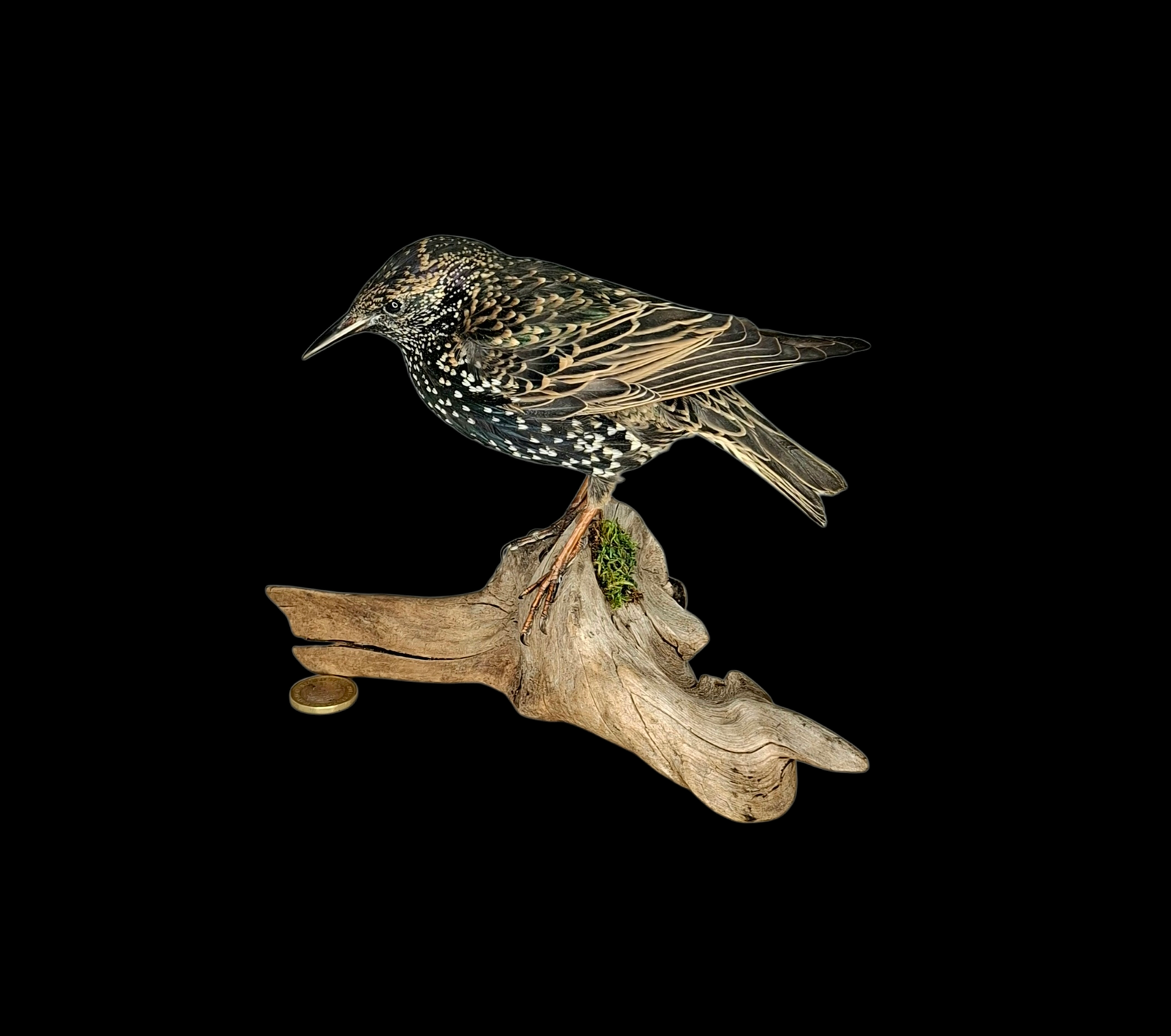 Taxidermy Common Starling. Log no 789a.