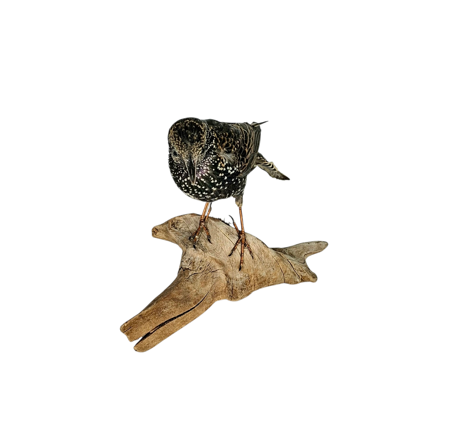 Taxidermy Common Starling. Log no 789a. - Image 2