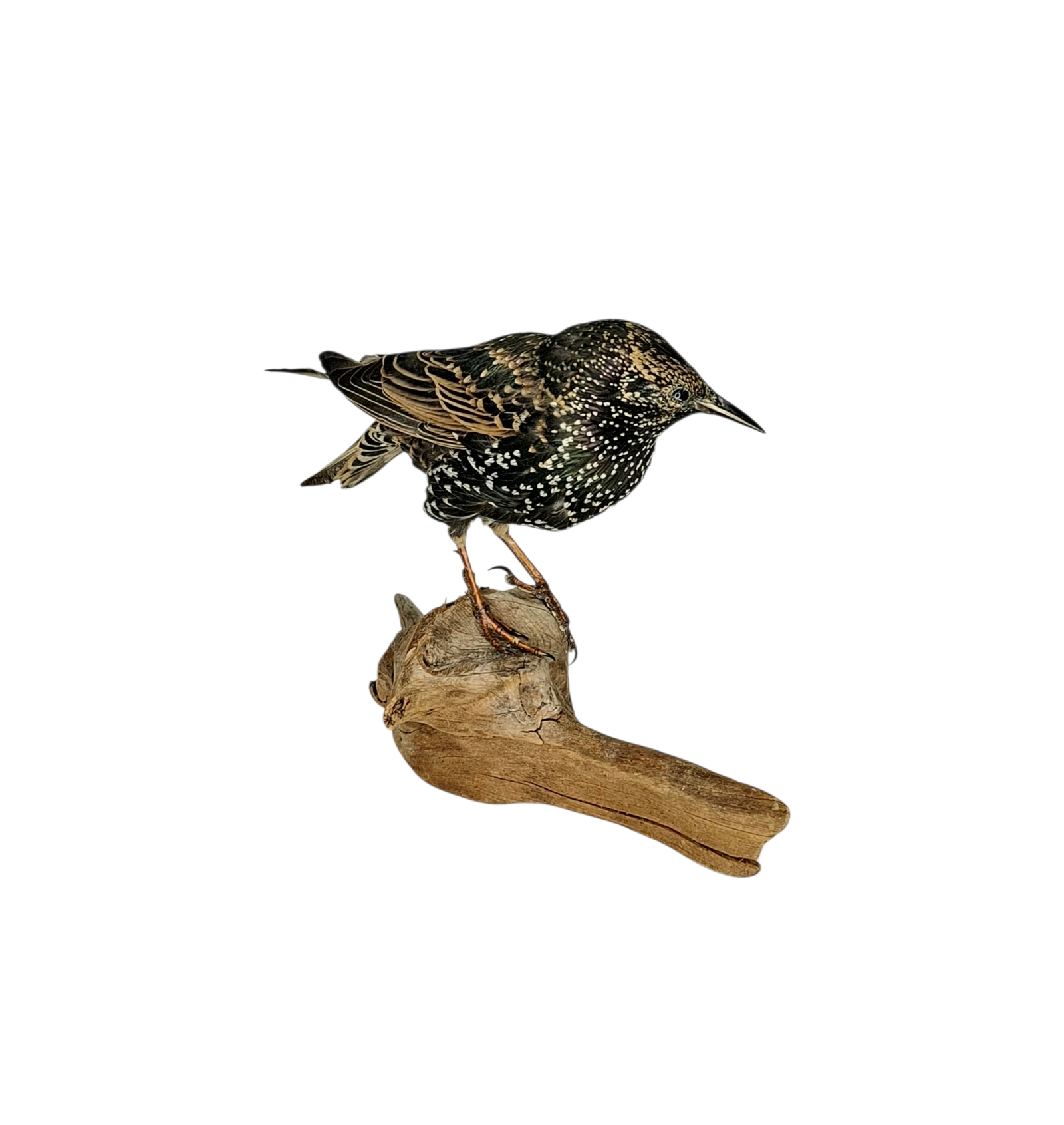 Taxidermy Common Starling. Log no 789a. - Image 3
