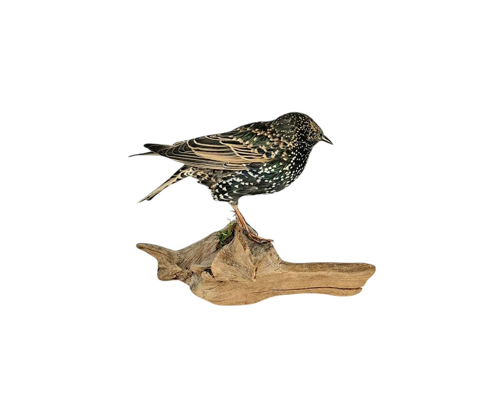 Taxidermy Common Starling. Log no 789a. - Image 4