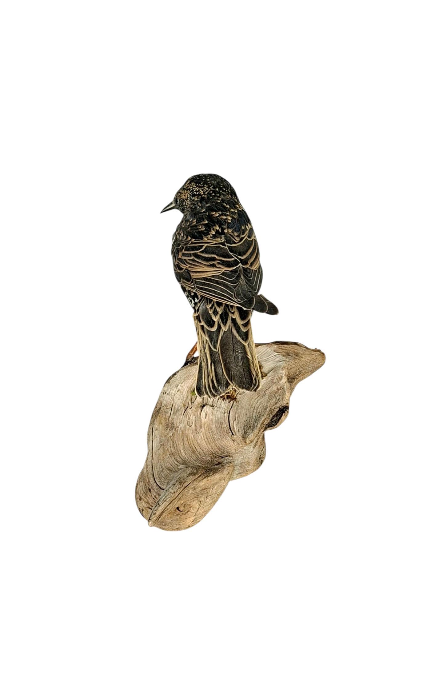 Taxidermy Common Starling. Log no 789a. - Image 5