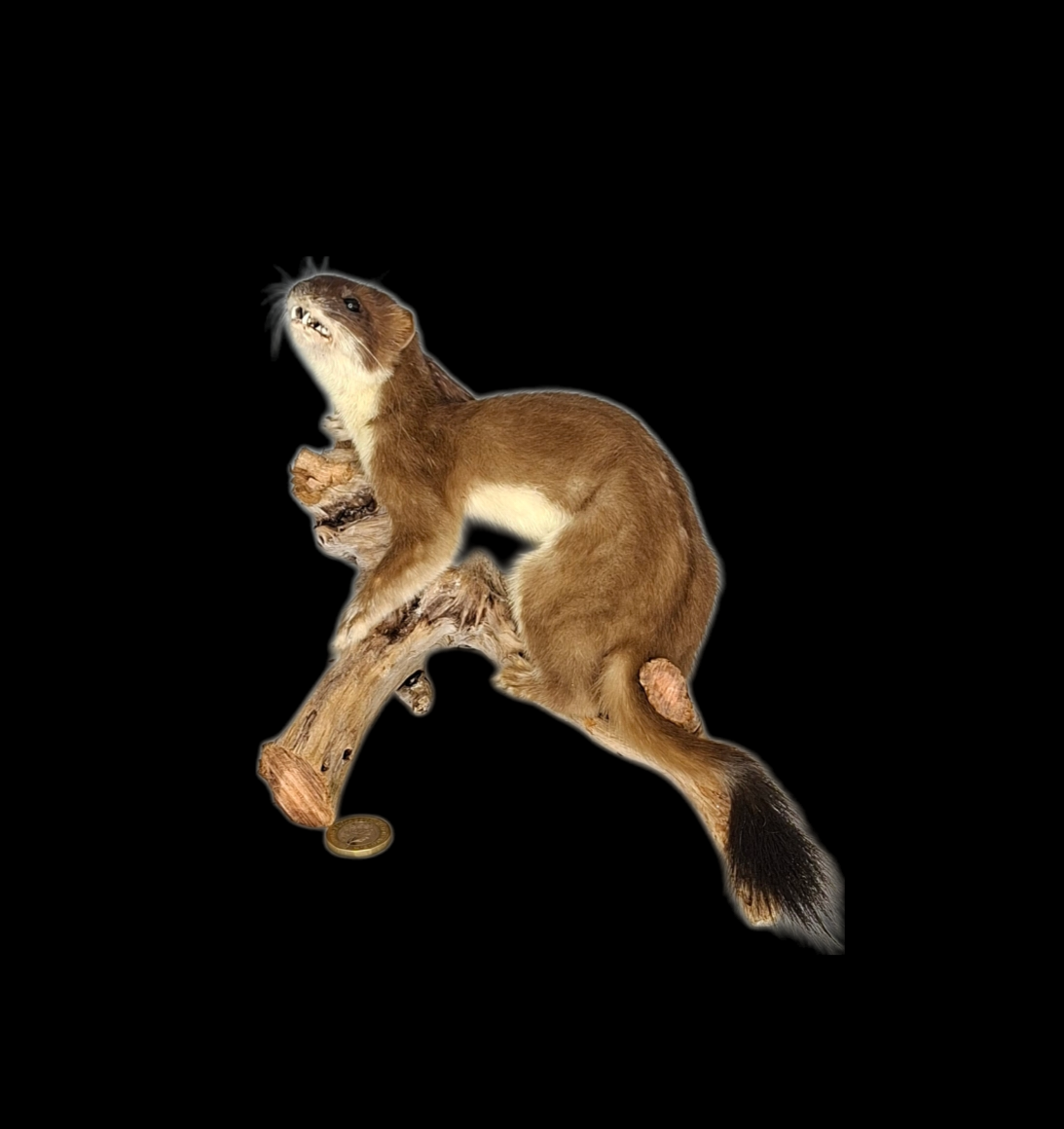 Taxidermy Large Adult Stoat. Log no 113.