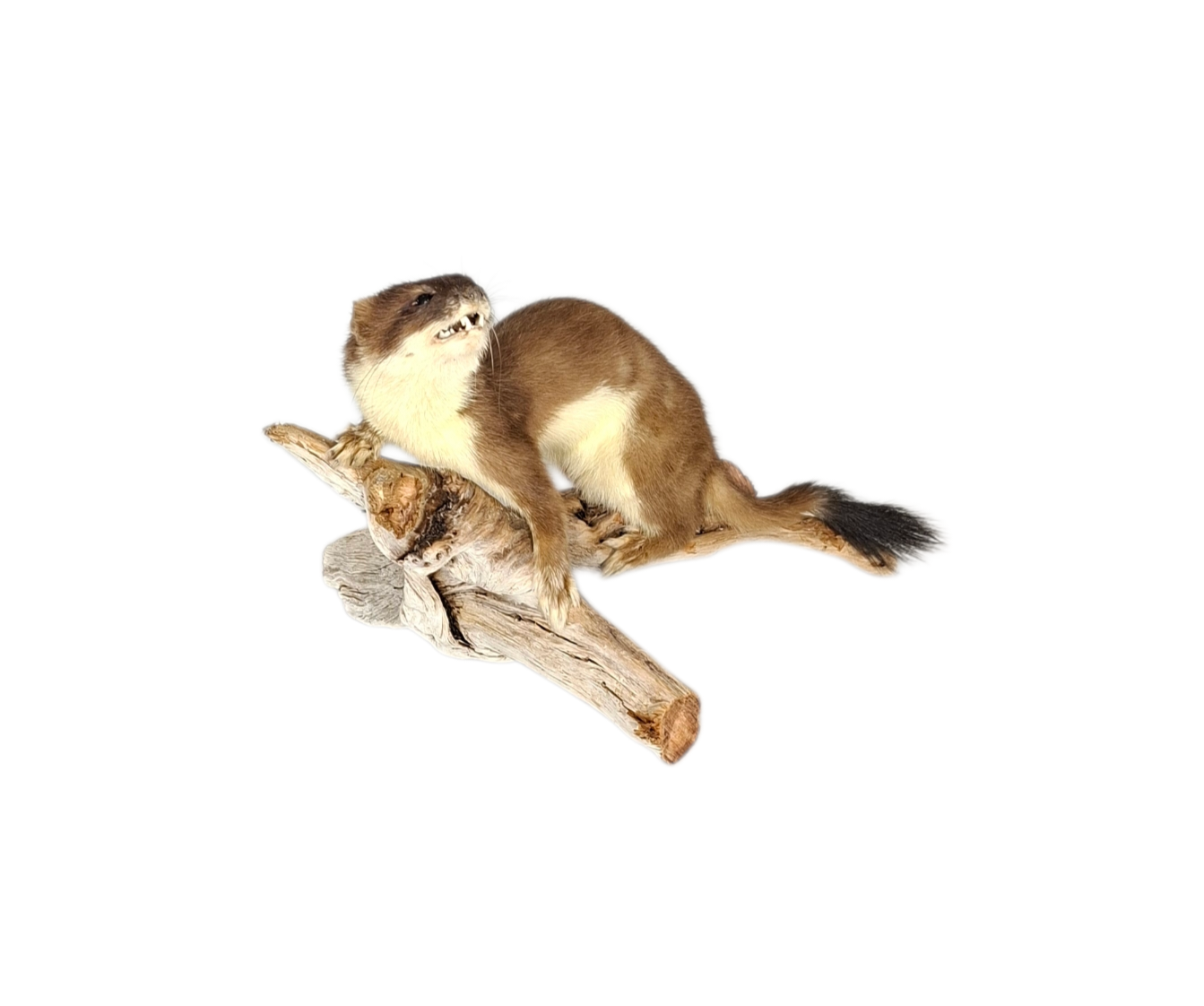 Taxidermy Large Adult Stoat. Log no 113. - Image 2