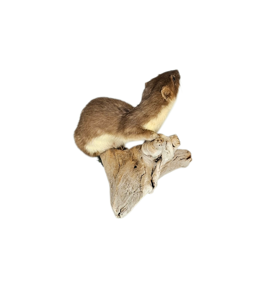Taxidermy Large Adult Stoat. Log no 113. - Image 3