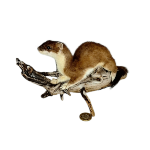 Taxidermy Adult Stoat. Log no 115.