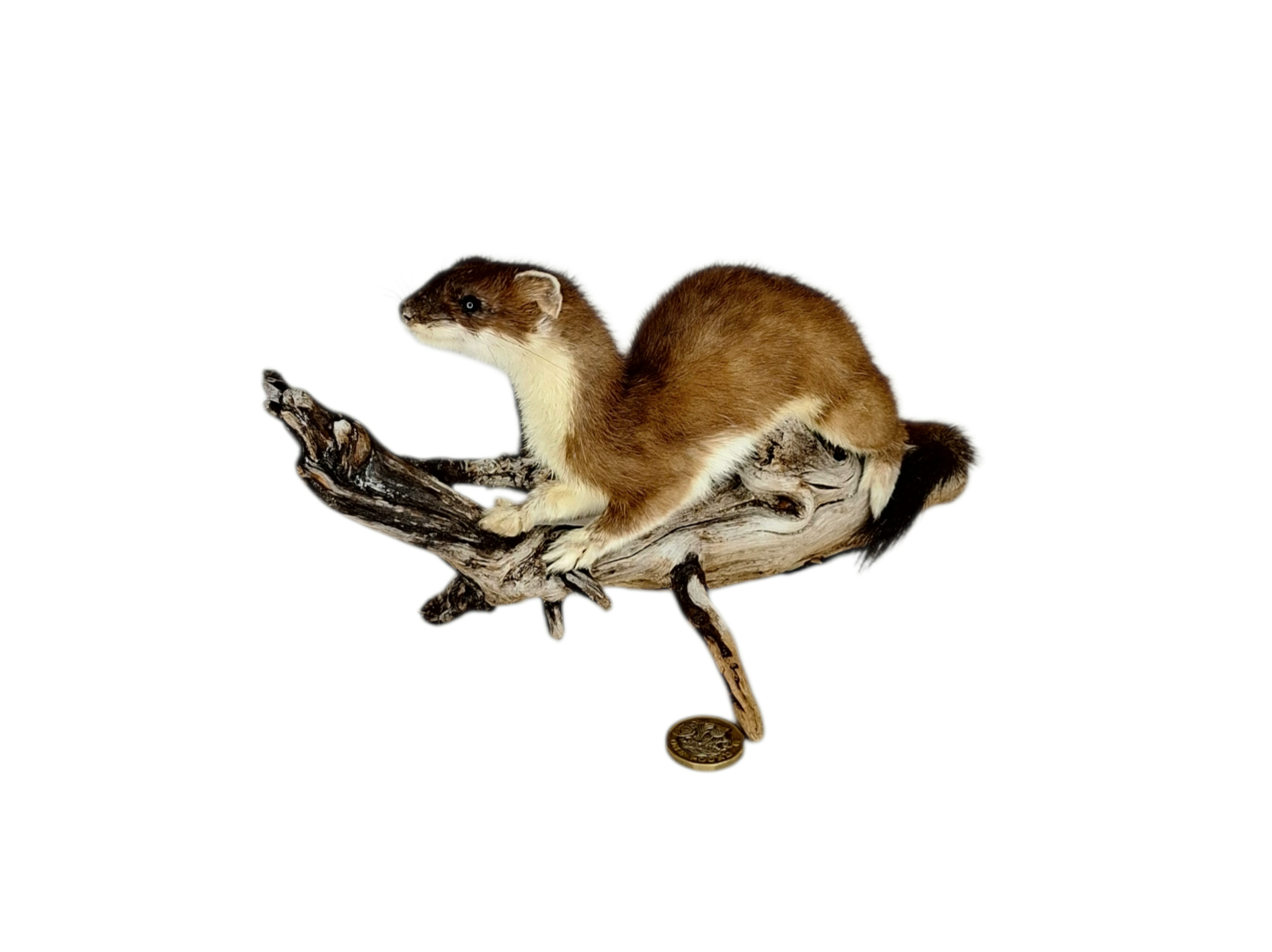 Taxidermy Adult Stoat. Log no 115.