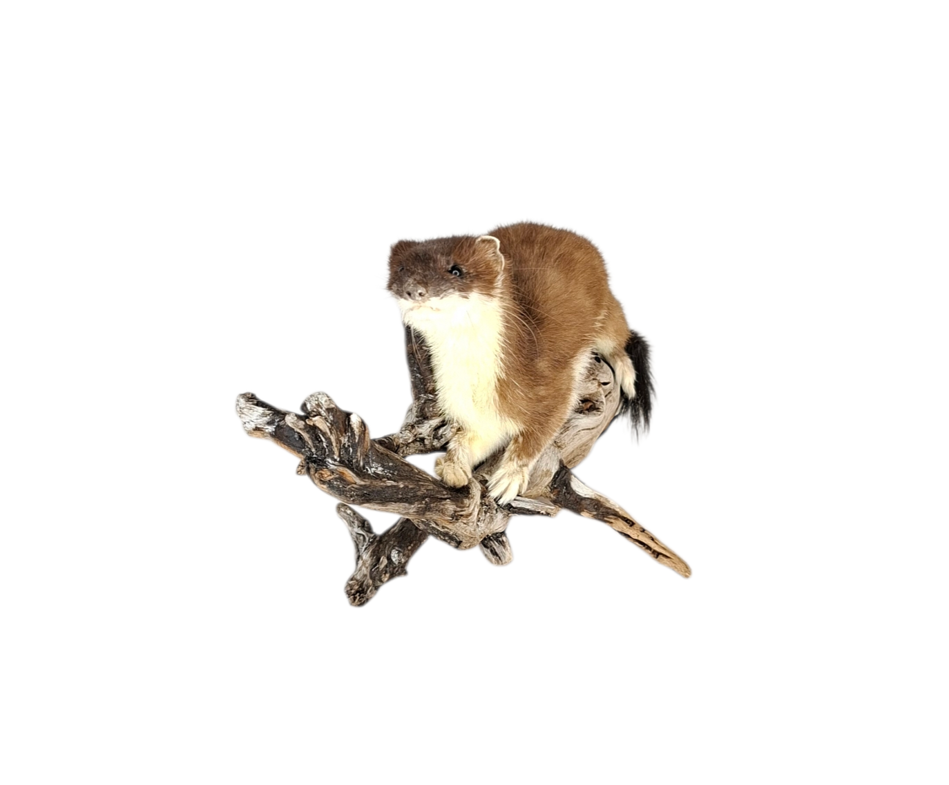 Taxidermy Adult Stoat. Log no 115. - Image 2