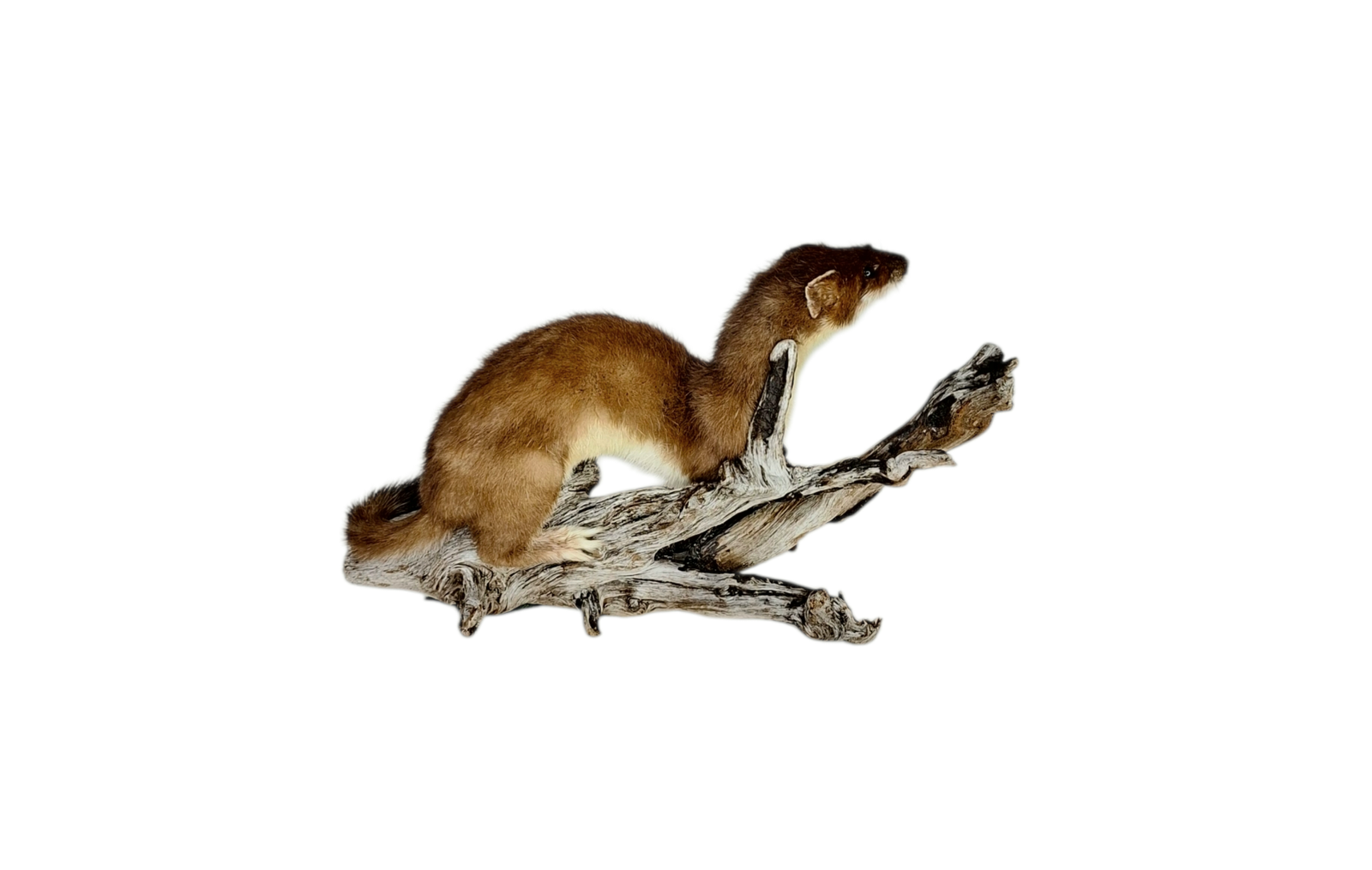 Taxidermy Adult Stoat. Log no 115. - Image 3
