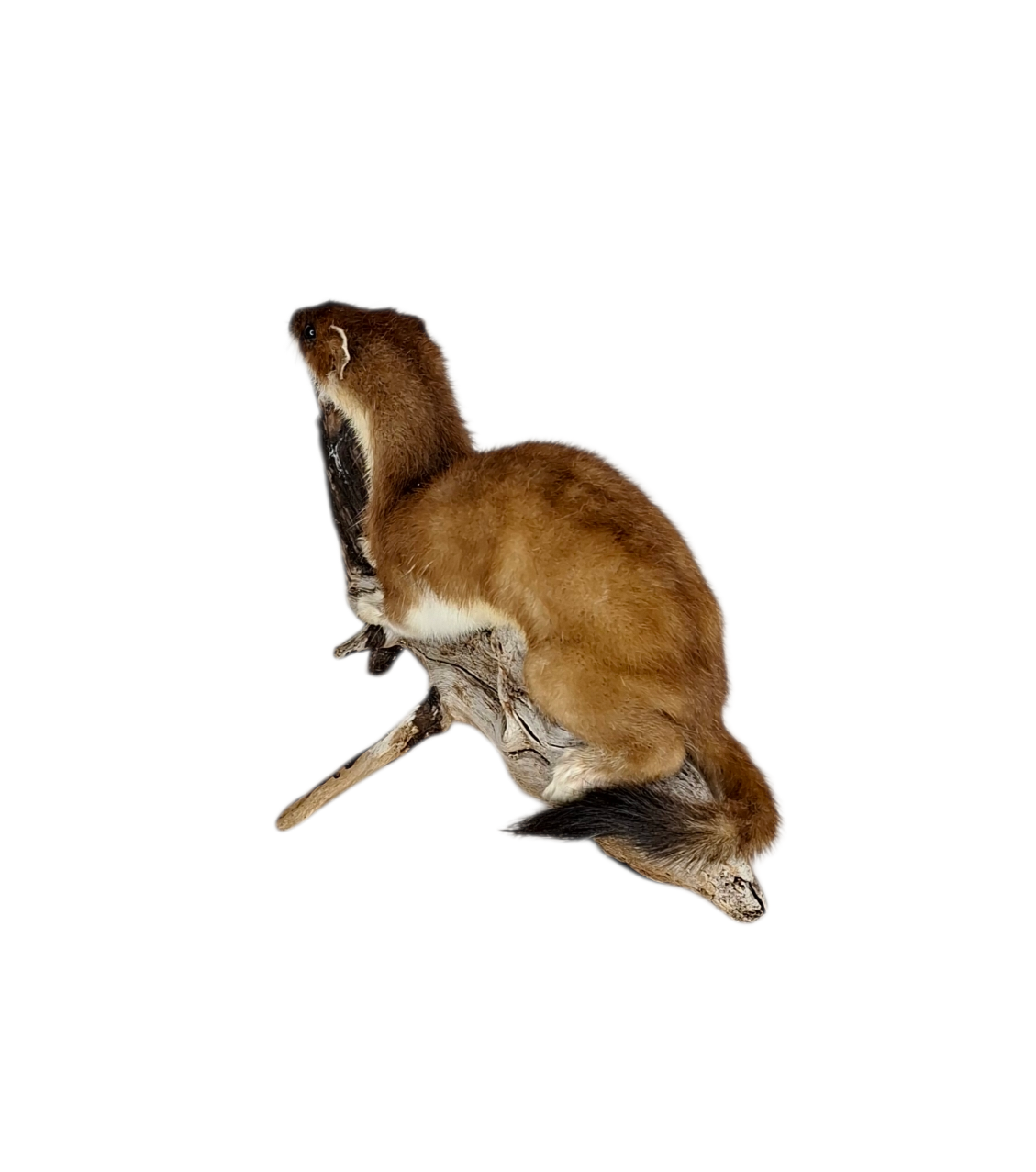Taxidermy Adult Stoat. Log no 115. - Image 5