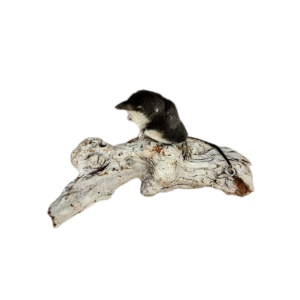 SOLD - Taxidermy European Water Shrew. Log no 381.