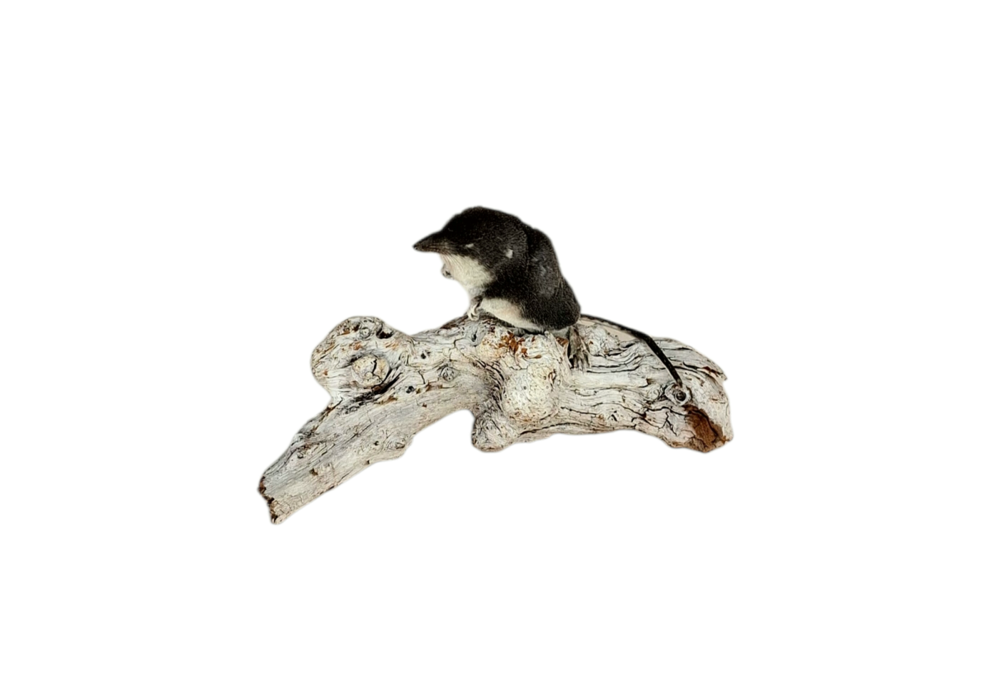 SOLD - Taxidermy European Water Shrew. Log no 381.