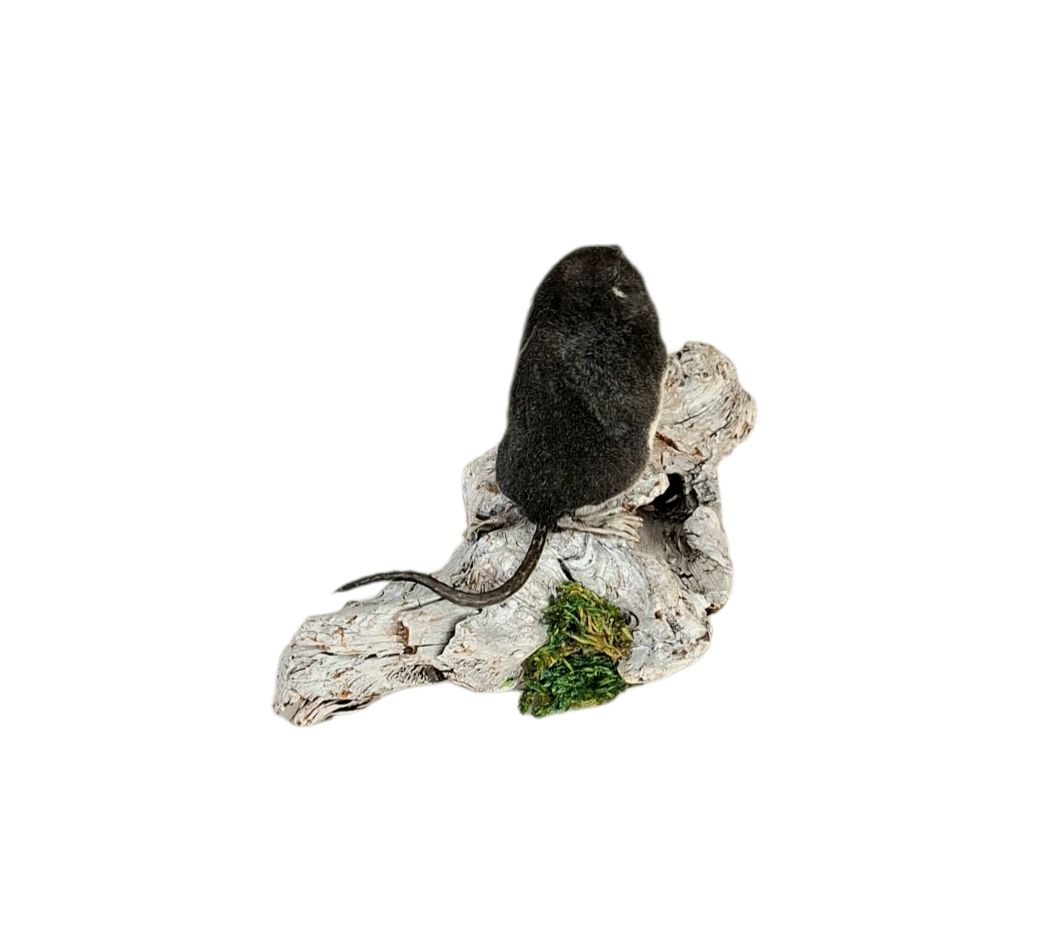 SOLD - Taxidermy European Water Shrew. Log no 381. - Image 4