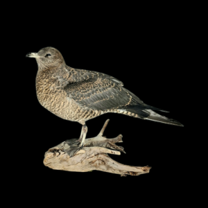 Taxidermy Juvenile Arctic Skua. Log no 788a.