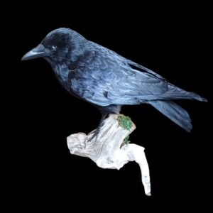 SOLD - Taxidermy Carrion Crow. Log no 152.