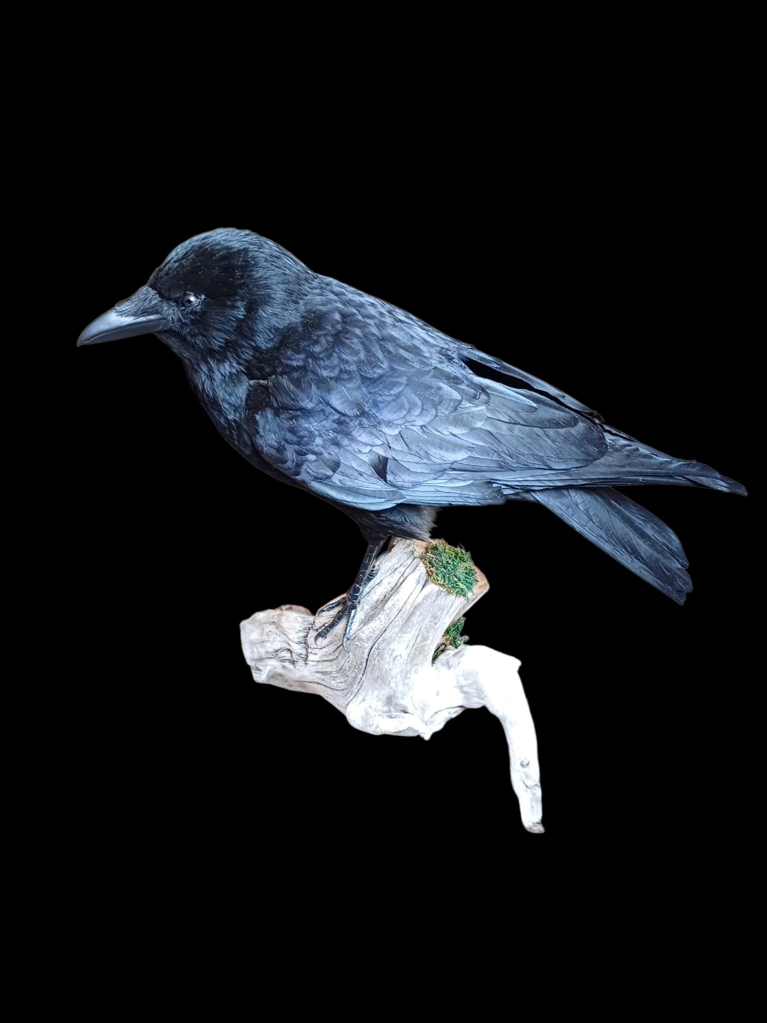 SOLD - Taxidermy Carrion Crow. Log no 152.