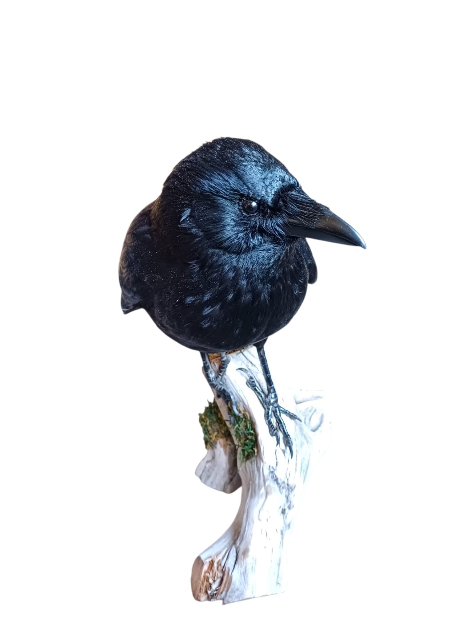 SOLD - Taxidermy Carrion Crow. Log no 152. - Image 2