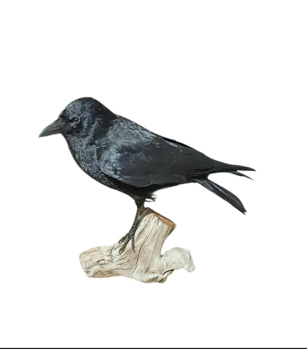 SOLD - Taxidermy Carrion Crow. Log no 152. - Image 3