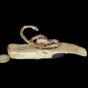 Taxidermy Tiny Corn Snake. Log no 127.