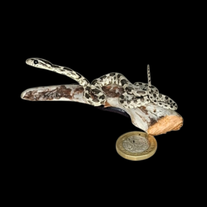 Taxidermy Tiny Corn Snake. Log no 128.