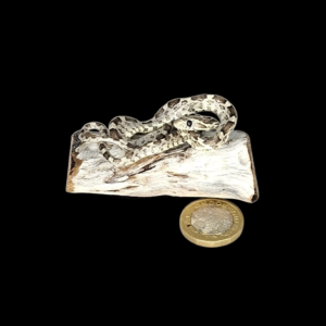 Taxidermy Tiny Corn Snake. Log no 130.