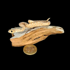 Taxidermy Tiny Corn Snake. Log no 131.