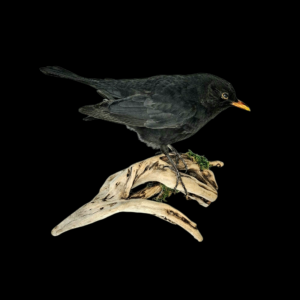Taxidermy Male Blackbird. Log no 331a.