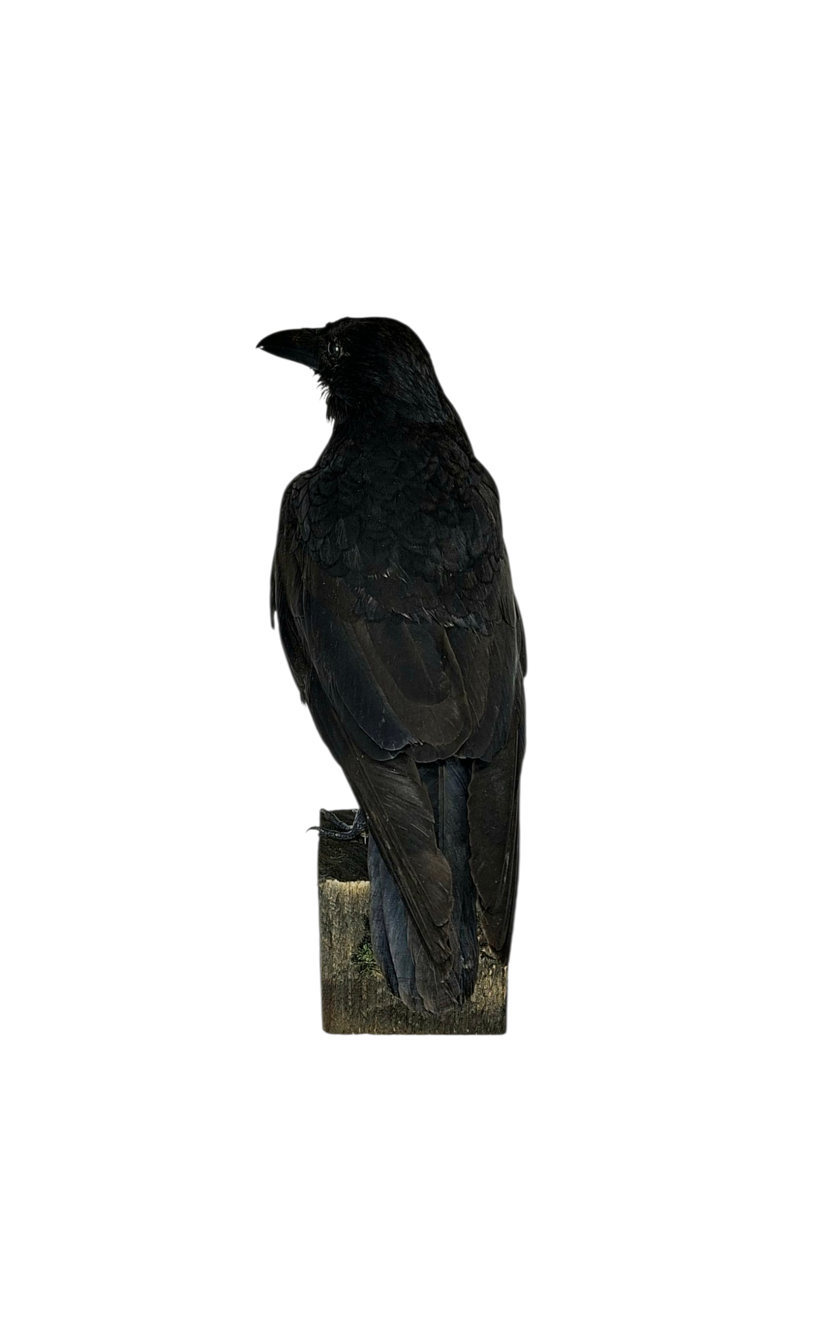 Taxidermy Carrion Crow. Log no 816a. - Image 5
