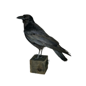 Taxidermy Carrion Crow. Log no 816a. 