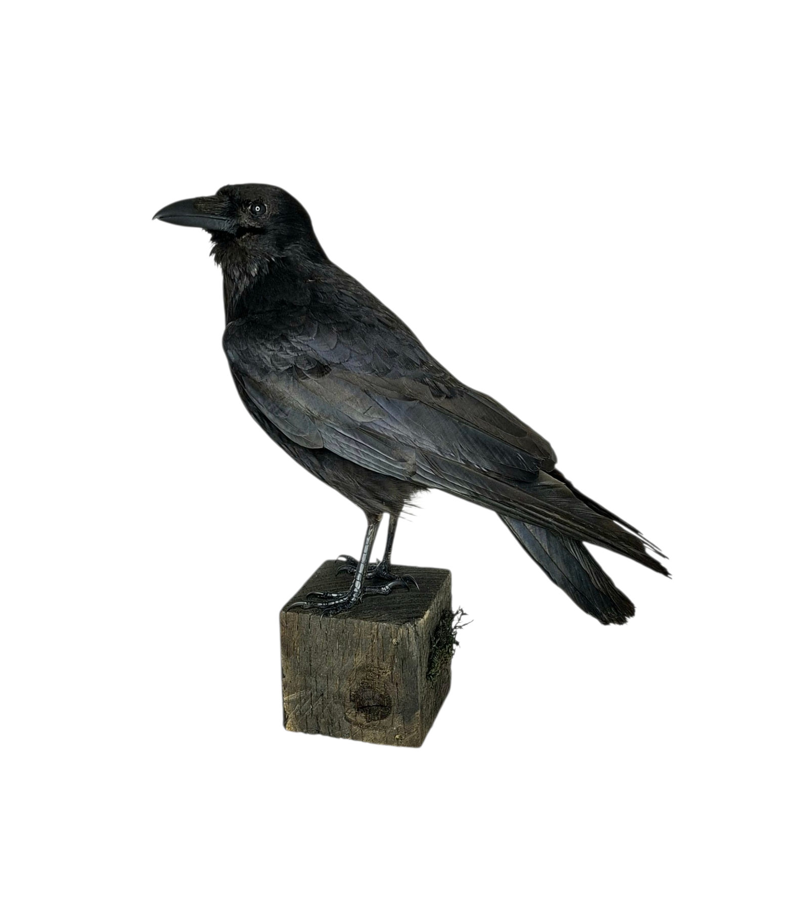 Taxidermy Carrion Crow. Log no 816a.