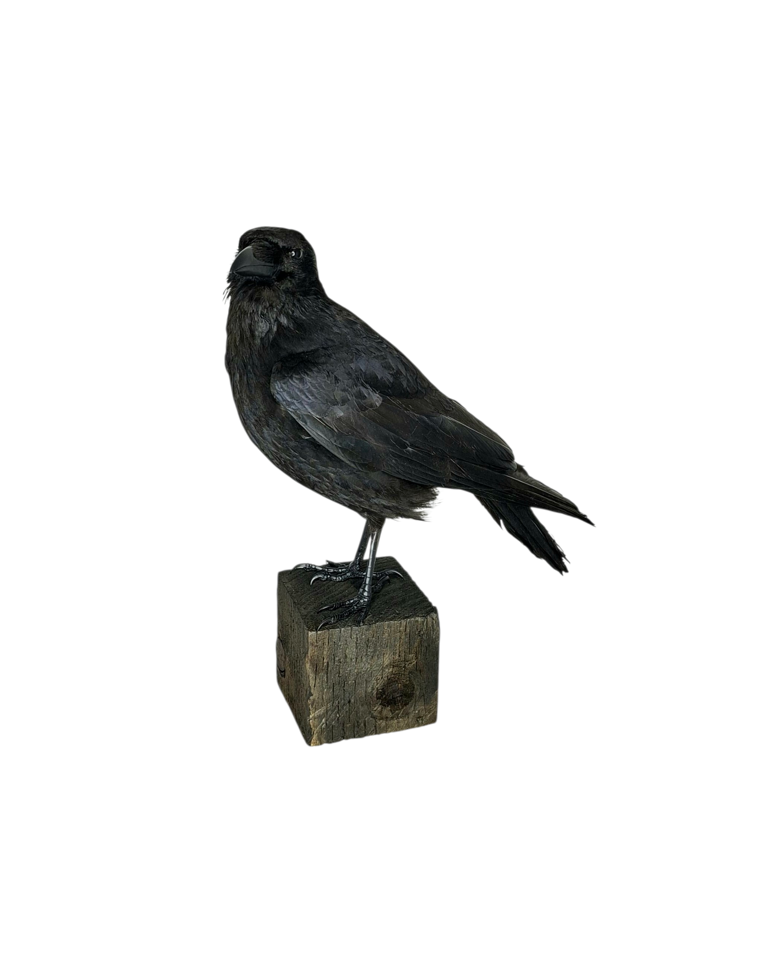 Taxidermy Carrion Crow. Log no 816a. - Image 2