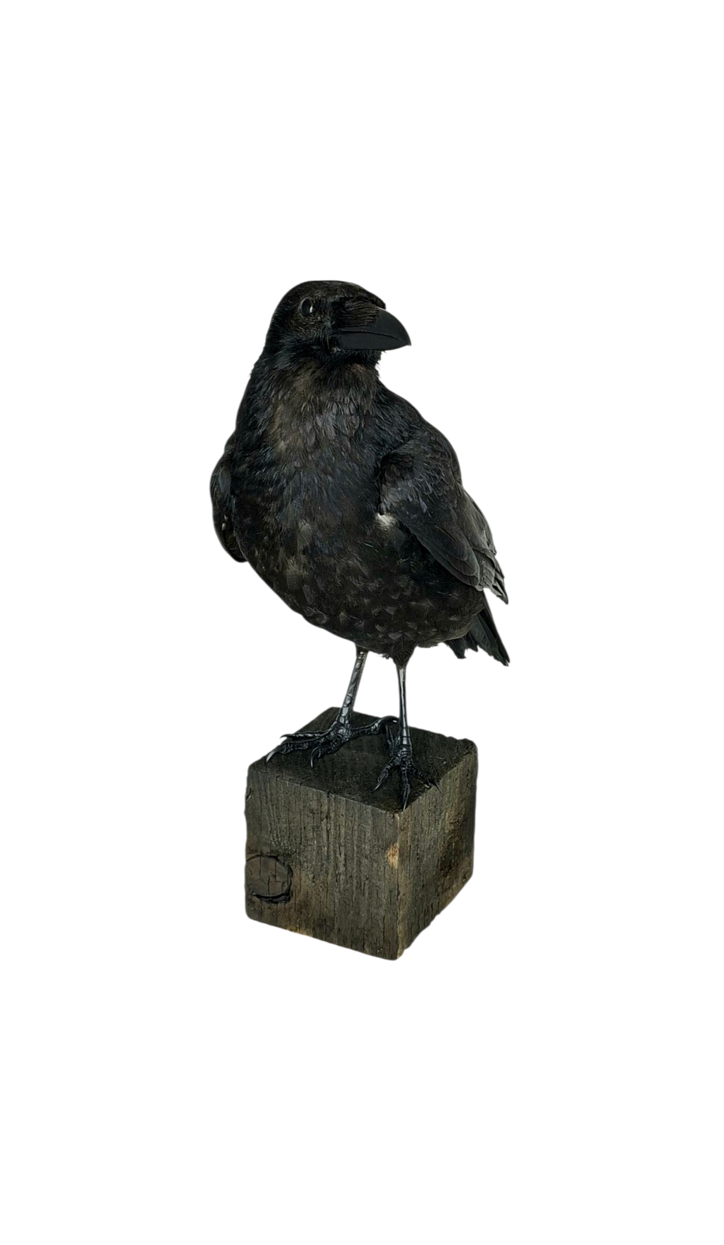 Taxidermy Carrion Crow. Log no 816a. - Image 3