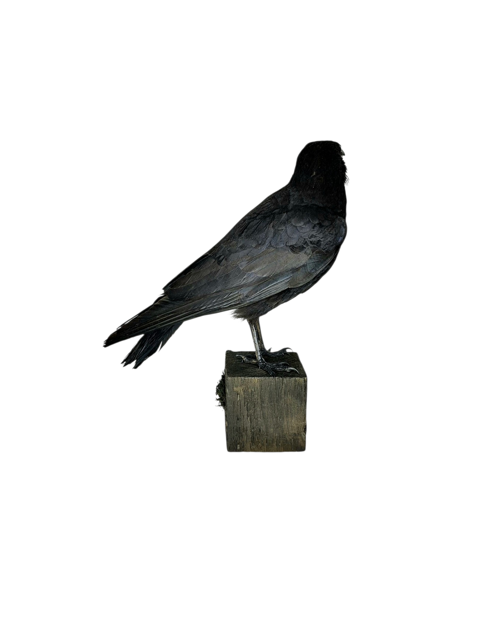 Taxidermy Carrion Crow. Log no 816a. - Image 4