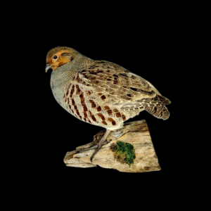 SOLD - Taxidermy English Partridge. Log no 820a.